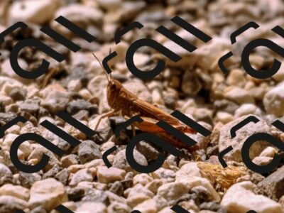 202509061236-_DSC8761_d1_