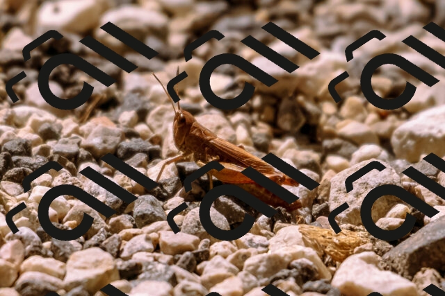 202509061236-_DSC8761_d1_